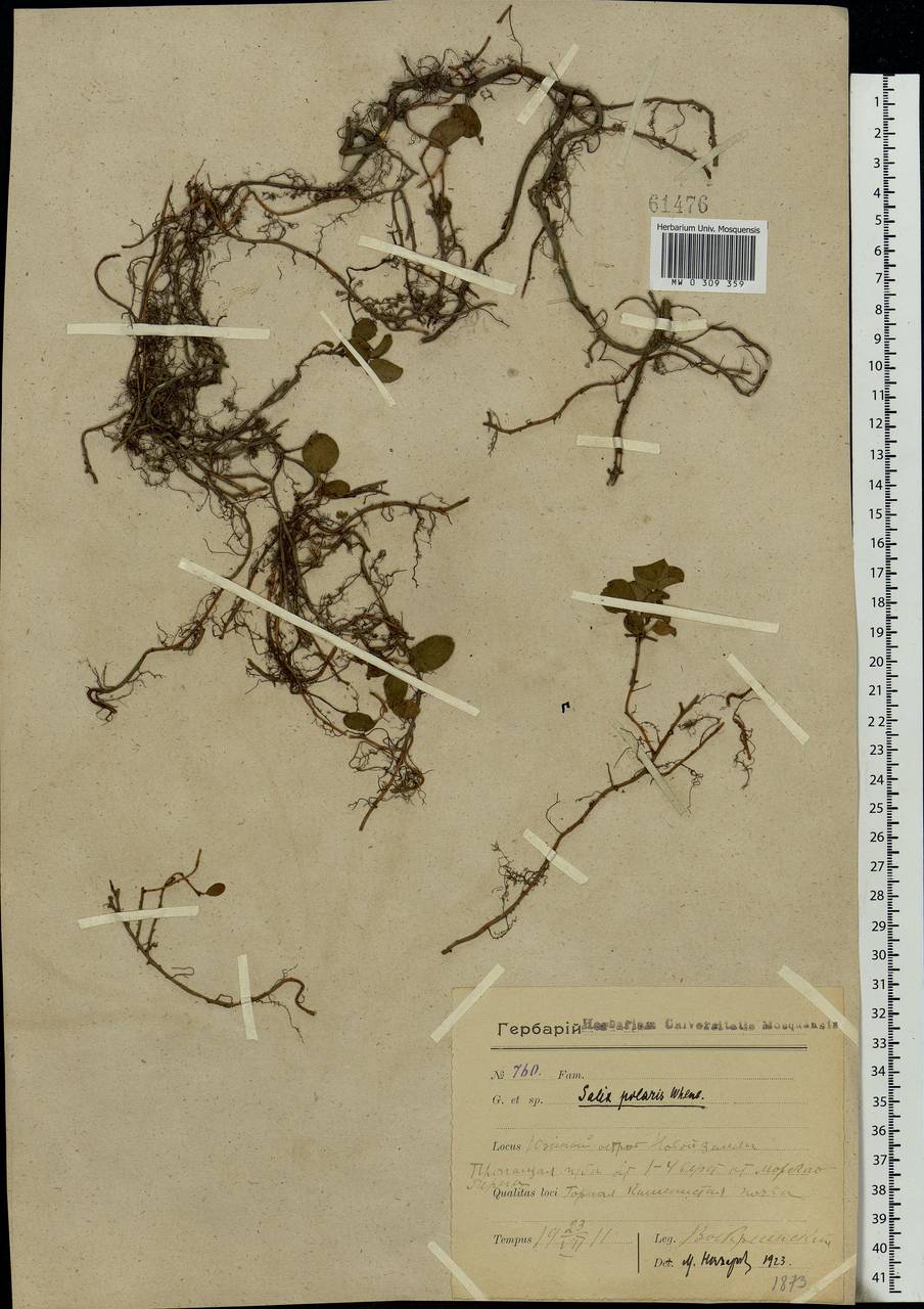 Salix polaris Wahlenb., Eastern Europe, Northern region (E1) (Russia)