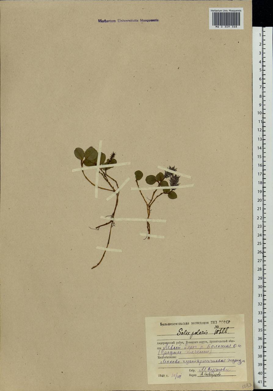 Salix polaris Wahlenb., Eastern Europe, Northern region (E1) (Russia)