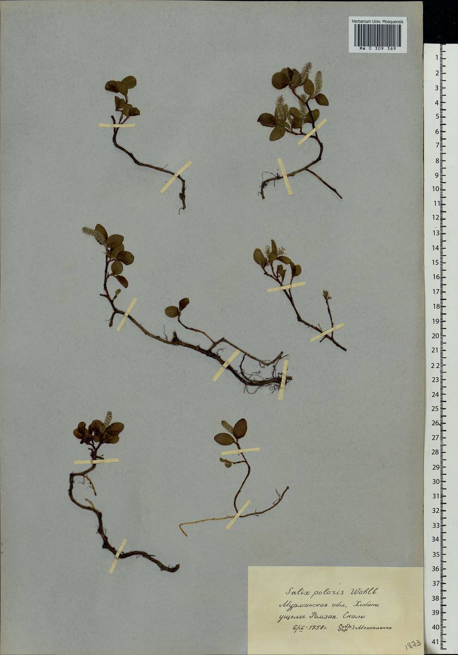 Salix polaris Wahlenb., Eastern Europe, Northern region (E1) (Russia)