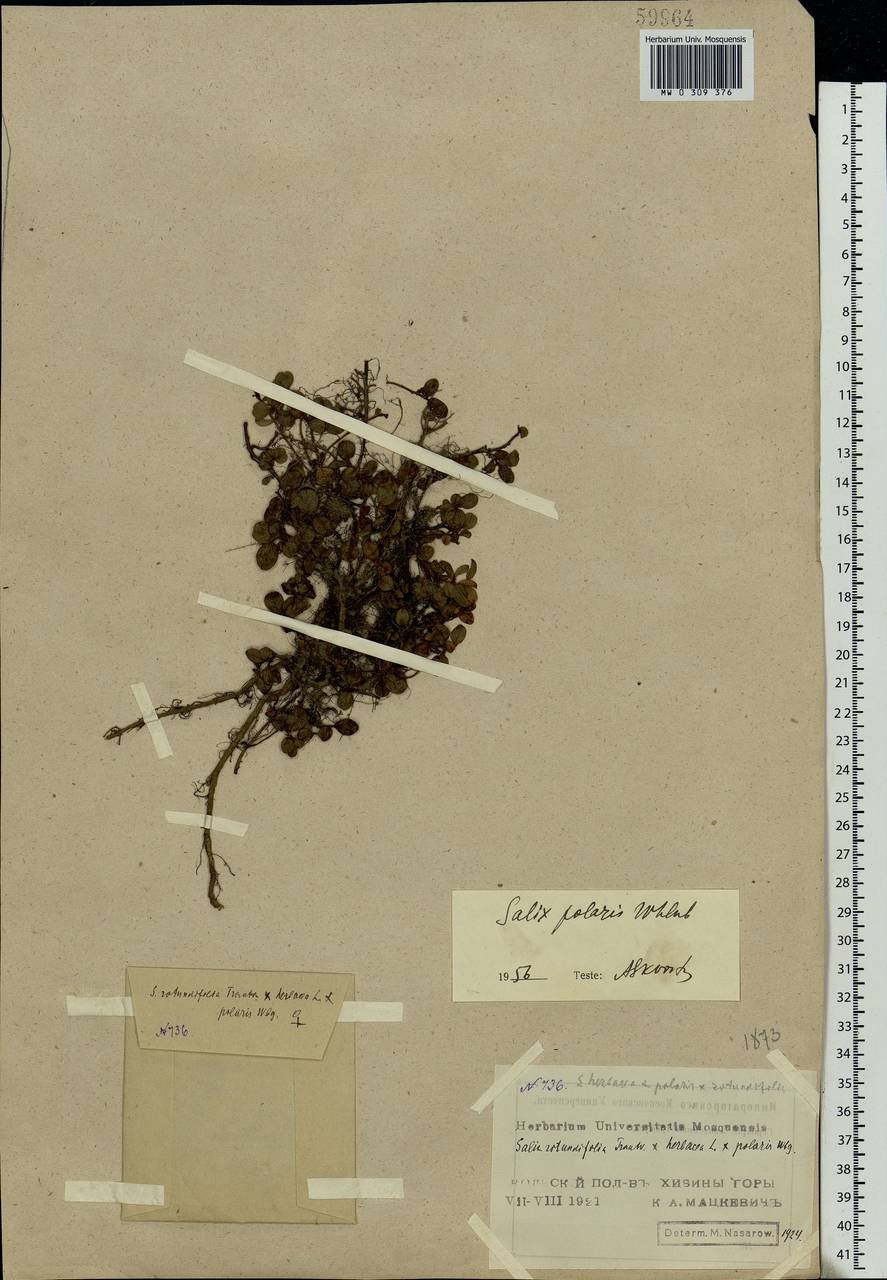 Salix polaris Wahlenb., Eastern Europe, Northern region (E1) (Russia)