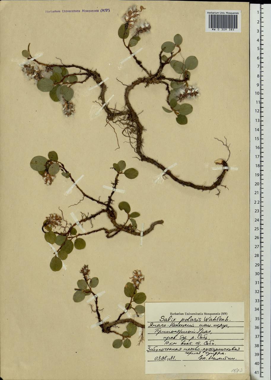 Salix polaris Wahlenb., Siberia, Western Siberia (S1) (Russia)