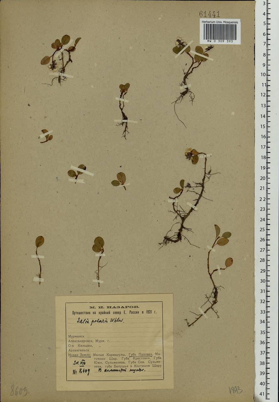 Salix polaris Wahlenb., Eastern Europe, Northern region (E1) (Russia)