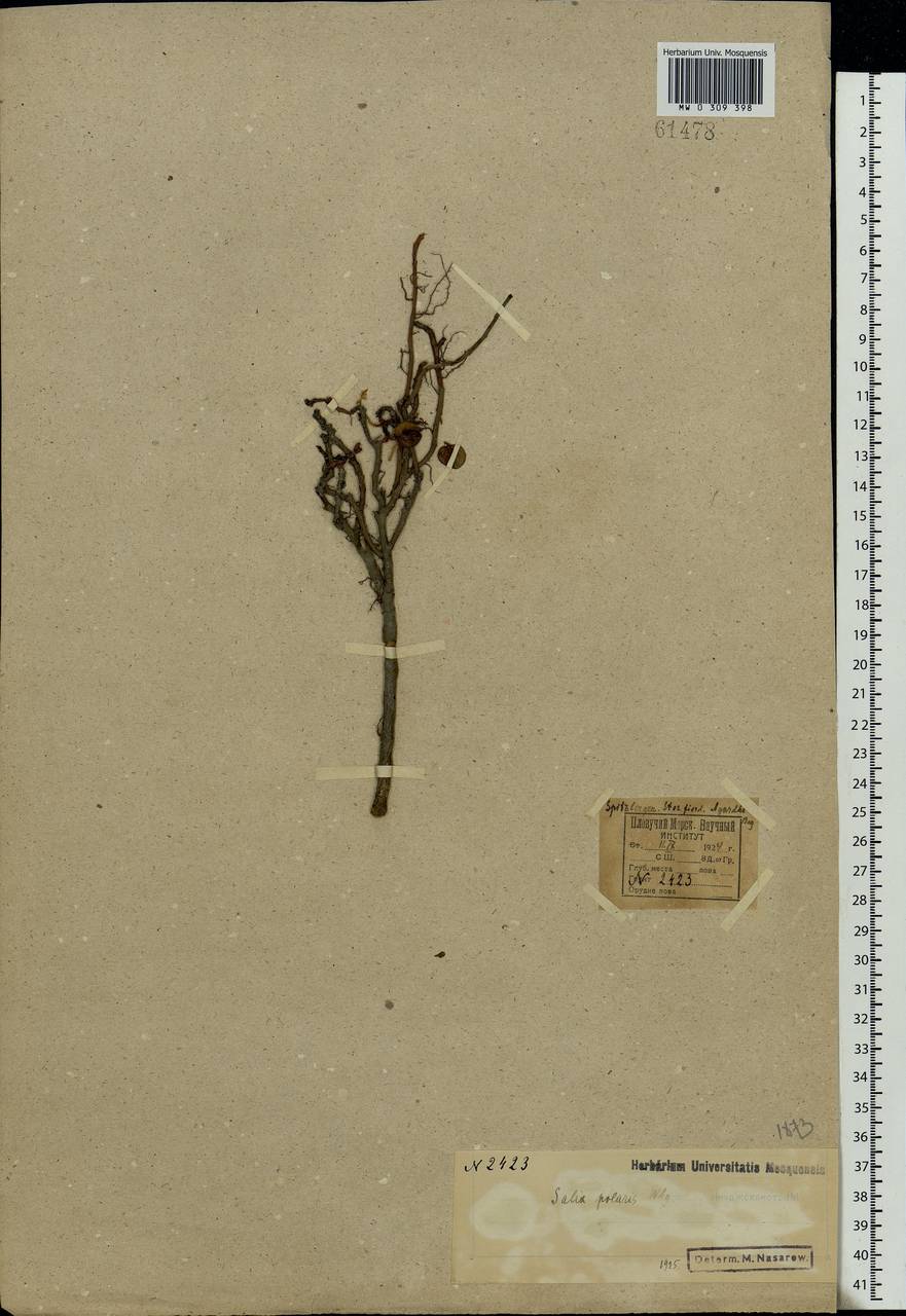 Salix polaris Wahlenb., Western Europe (EUR) (Svalbard and Jan Mayen)