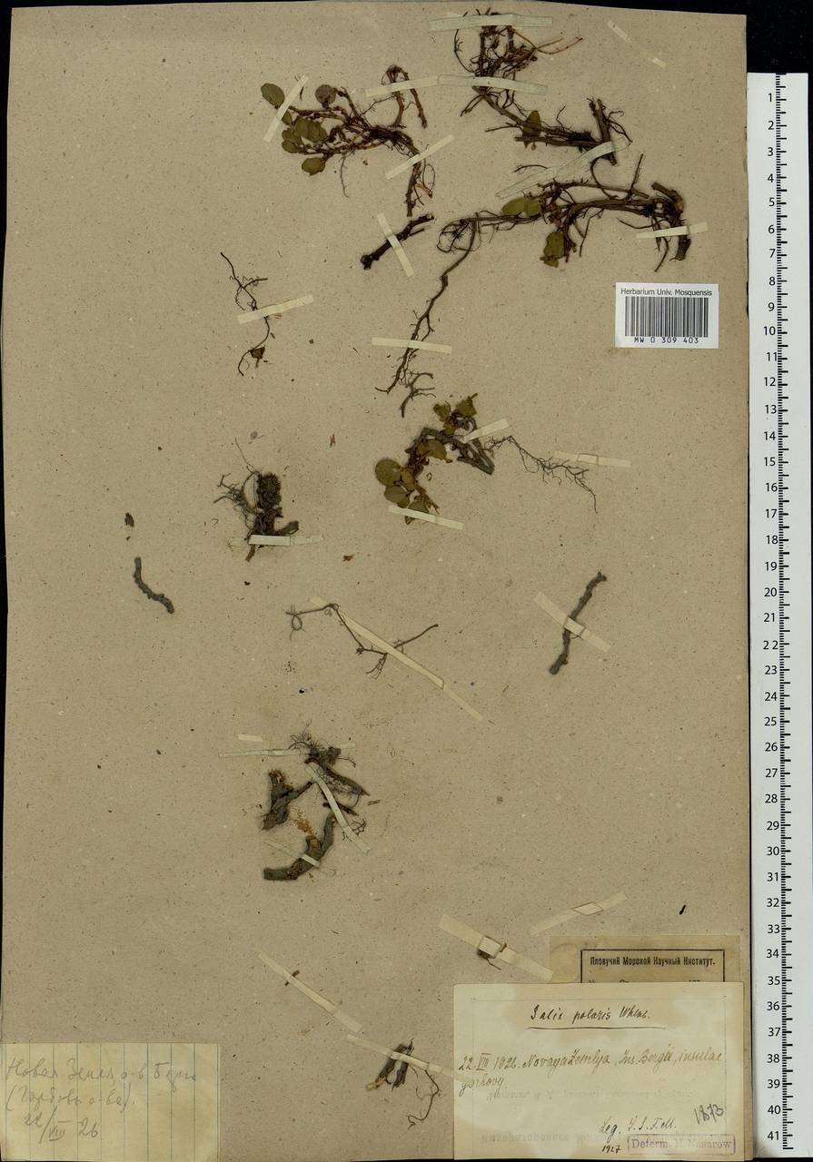 Salix polaris Wahlenb., Eastern Europe, Northern region (E1) (Russia)