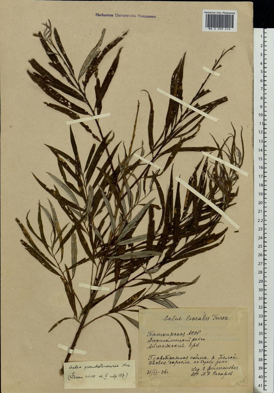 Salix schwerinii E. L. Wolf, Eastern Europe, Eastern region (E10) (Russia)