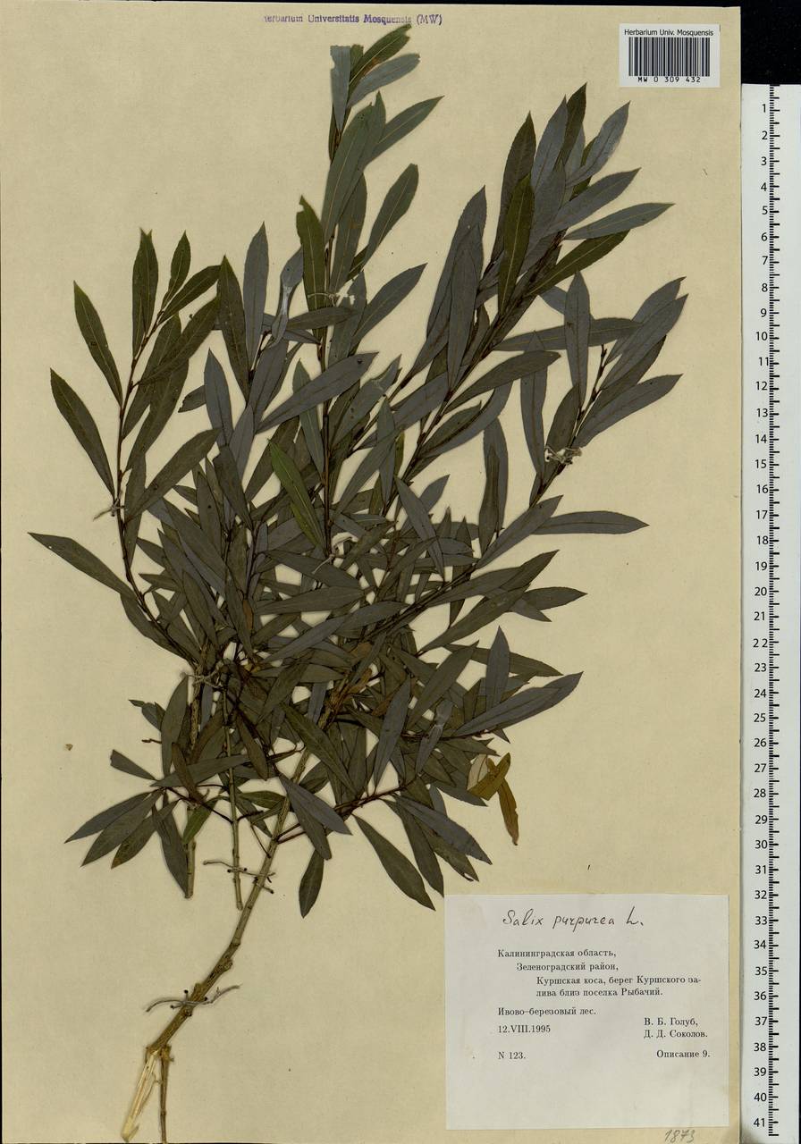 Salix purpurea L., Eastern Europe, North-Western region (E2) (Russia)
