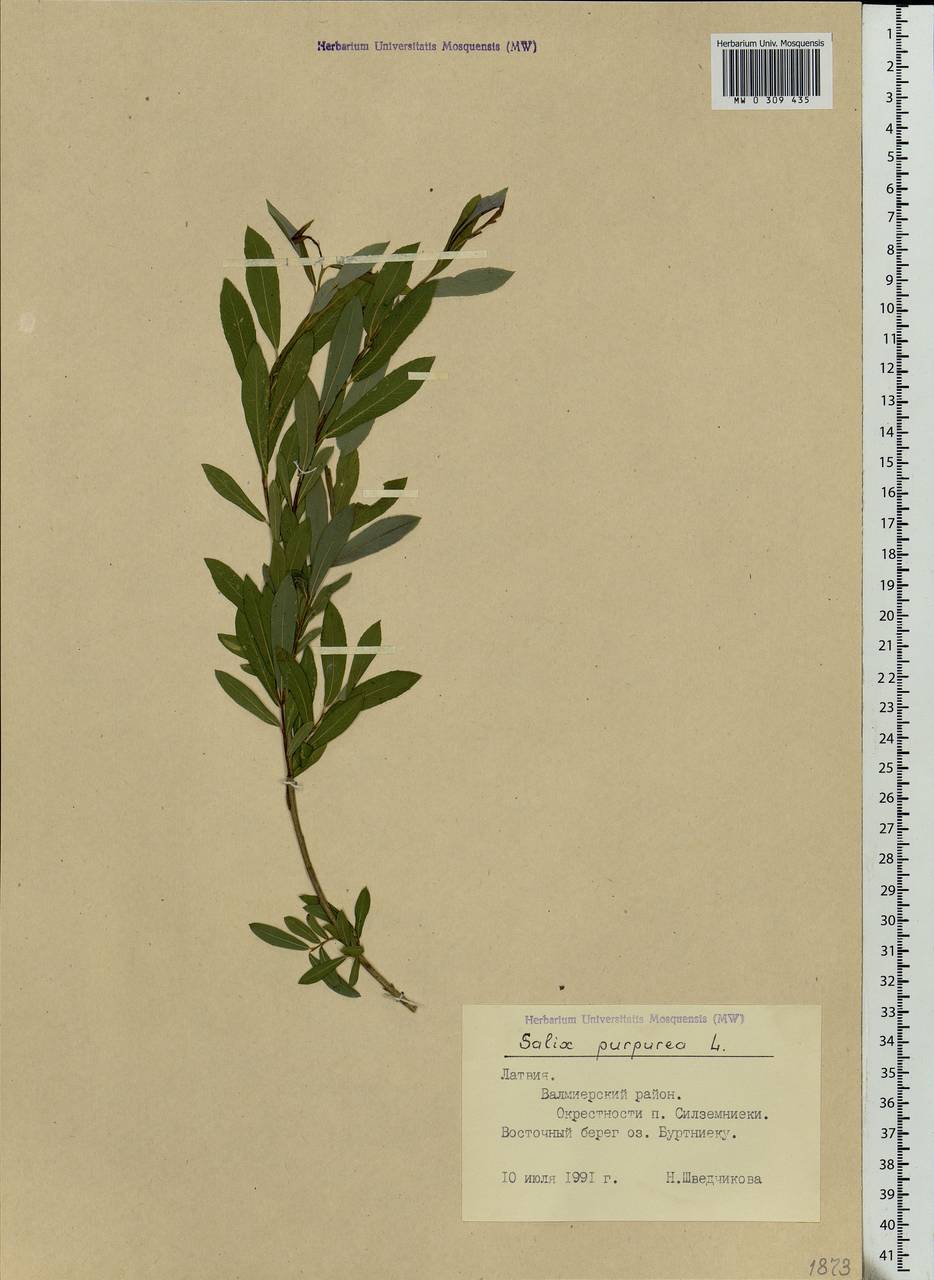 Salix purpurea L., Eastern Europe, Latvia (E2b) (Latvia)