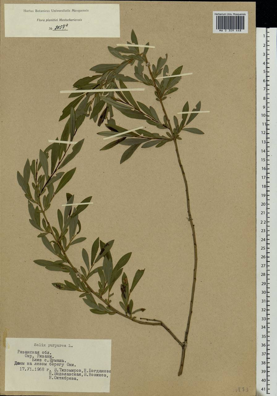 Salix purpurea L., Eastern Europe, Central region (E4) (Russia)