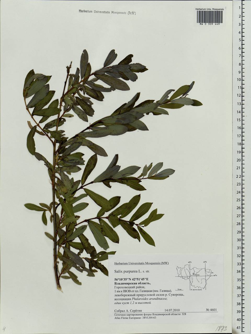 Salix purpurea, Eastern Europe, Central region (E4) (Russia)