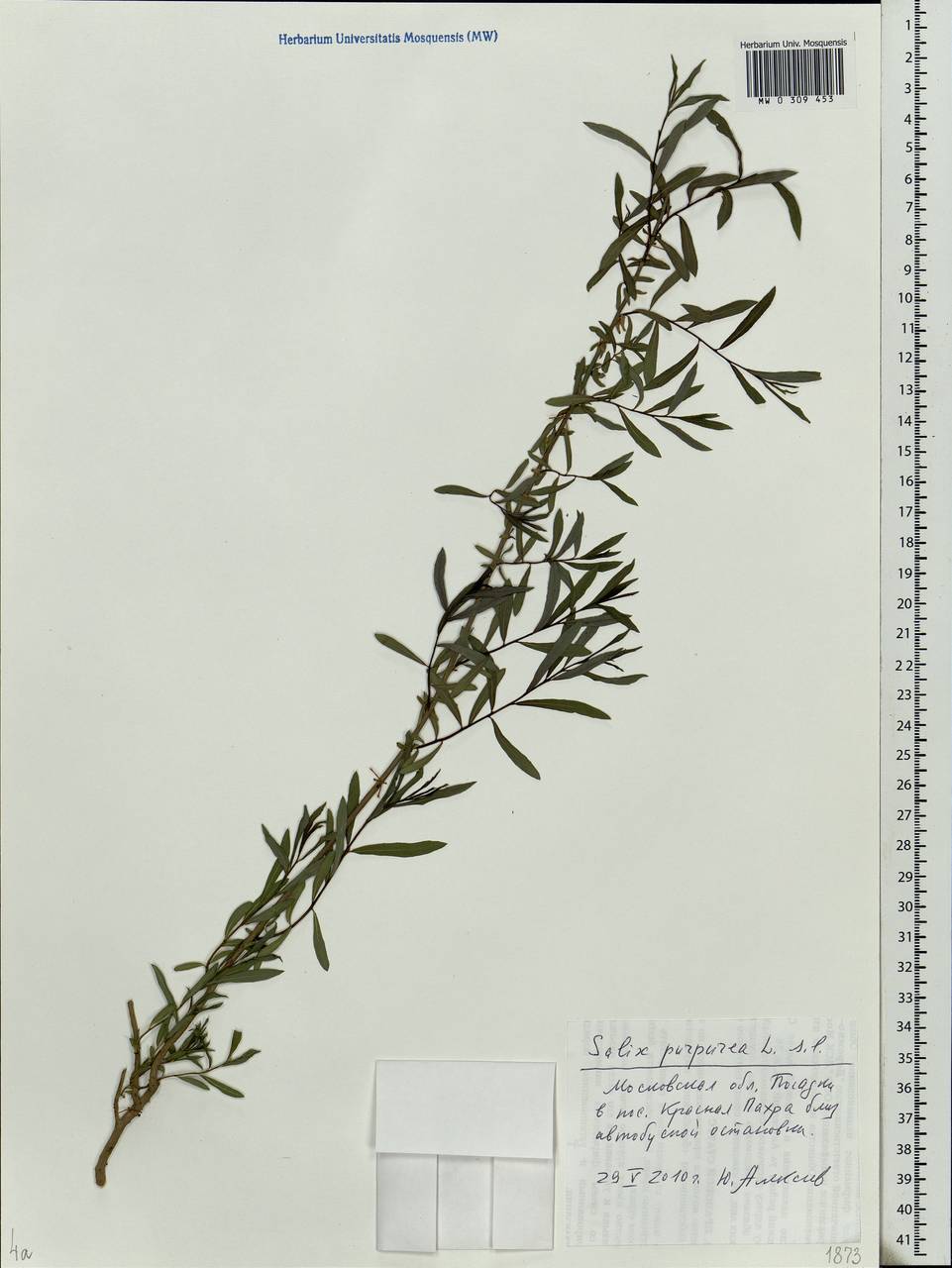Salix purpurea, Eastern Europe, Moscow region (E4a) (Russia)