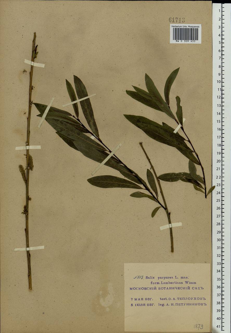 Salix purpurea L., Eastern Europe, Moscow region (E4a) (Russia)