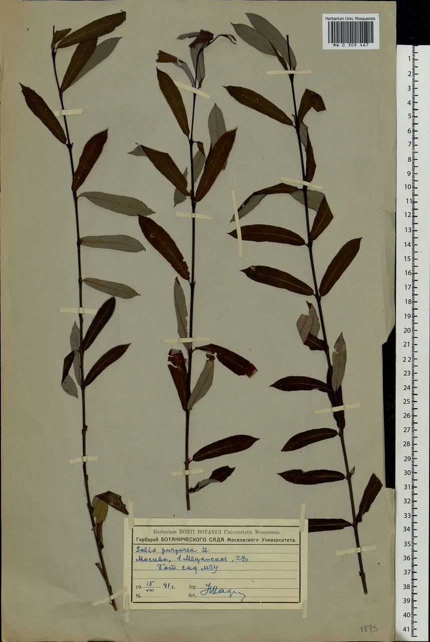 Salix purpurea, Eastern Europe, Moscow region (E4a) (Russia)