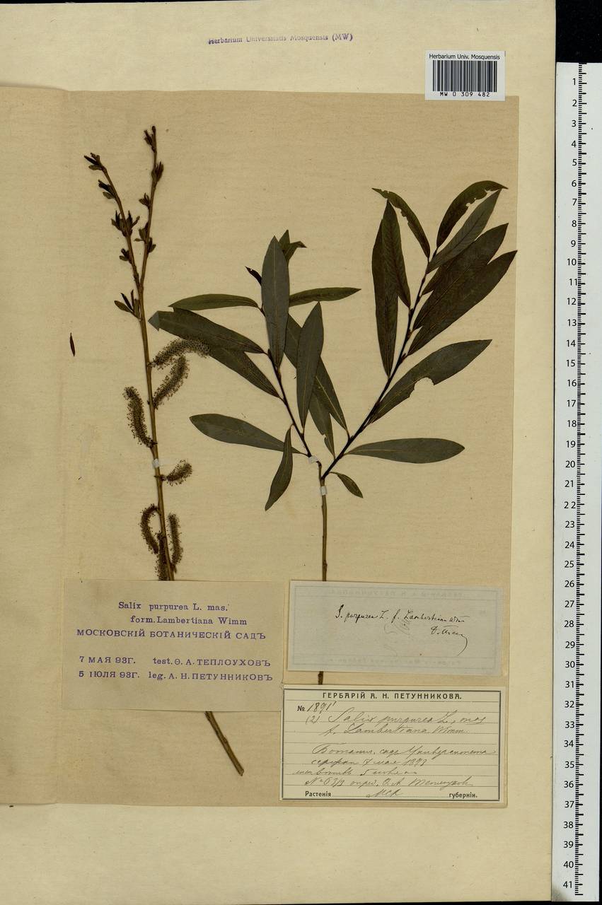 Salix purpurea L., Eastern Europe, Moscow region (E4a) (Russia)