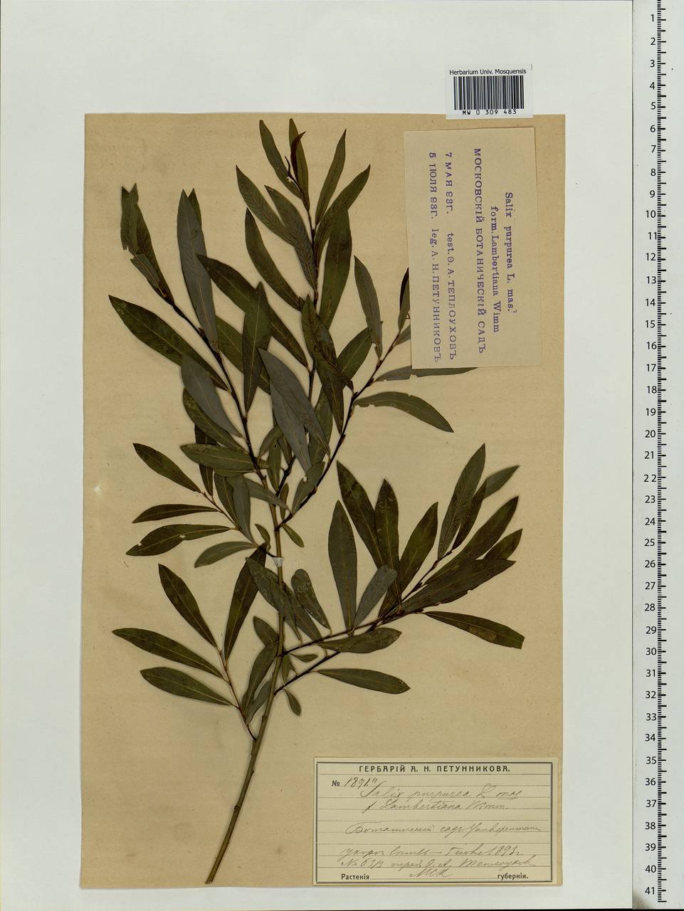 Salix purpurea L., Eastern Europe, Moscow region (E4a) (Russia)