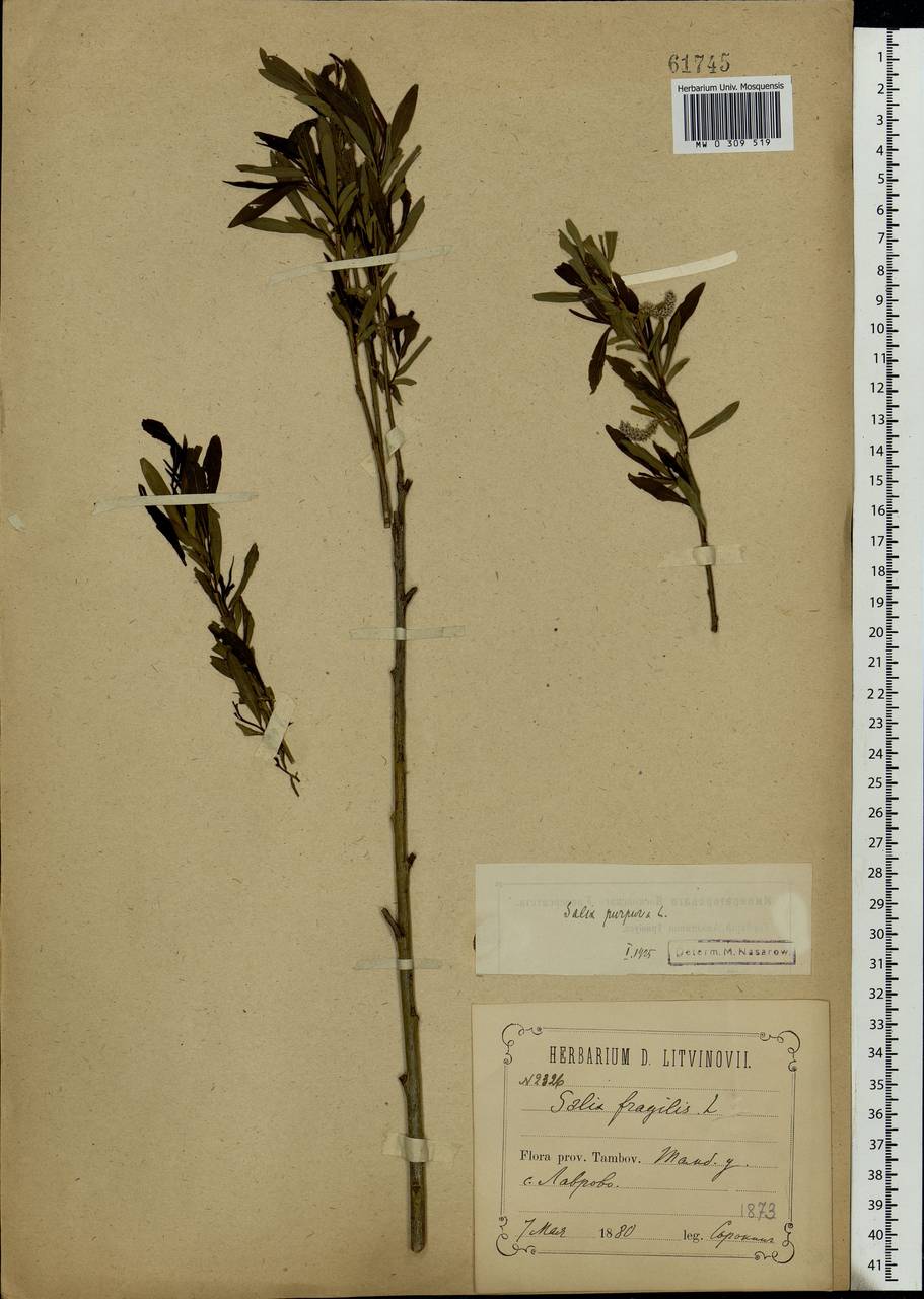 Salix purpurea, Eastern Europe, Central forest-and-steppe region (E6) (Russia)