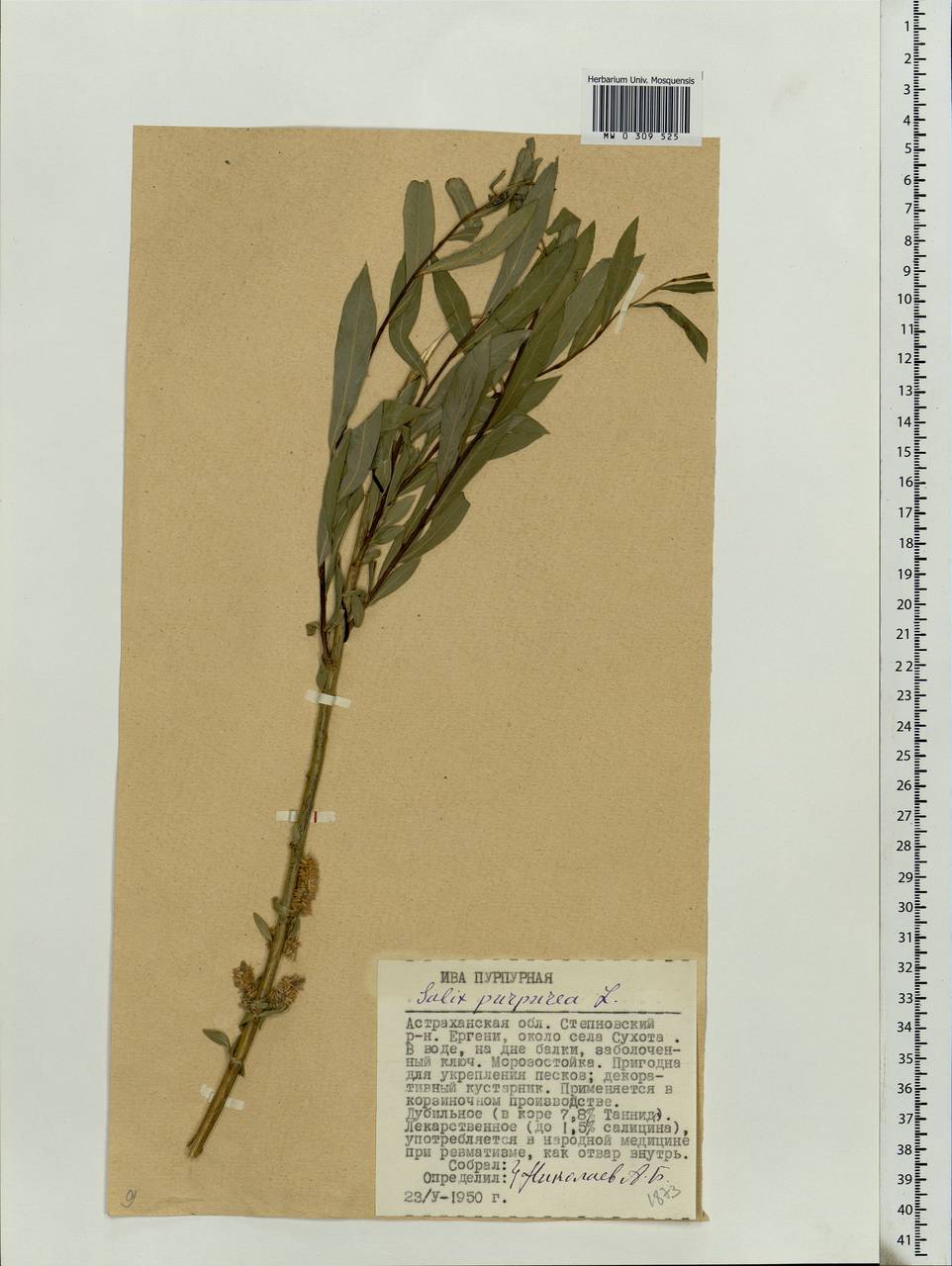 Salix purpurea L., Eastern Europe, Lower Volga region (E9) (Russia)