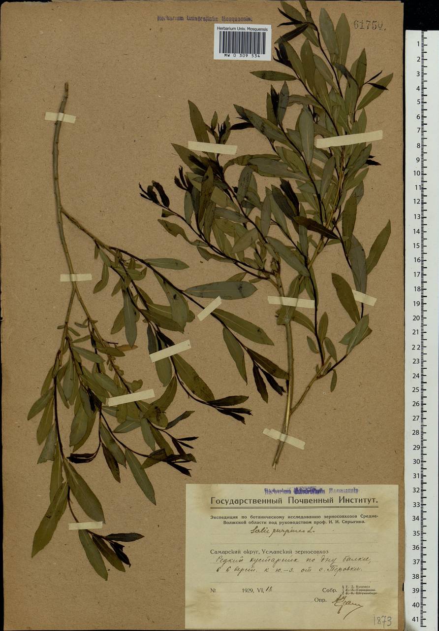 Salix purpurea, Eastern Europe, Middle Volga region (E8) (Russia)