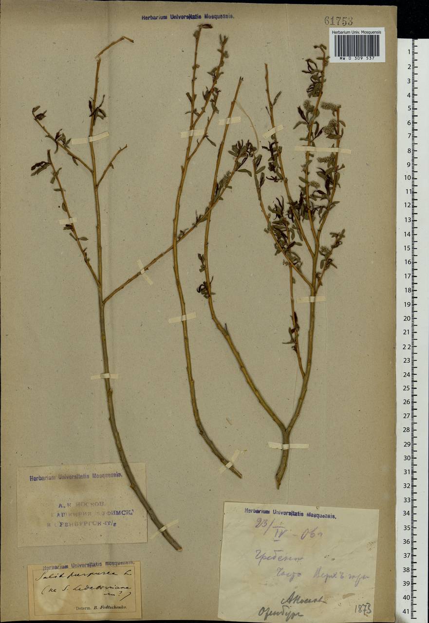 Salix purpurea, Eastern Europe, Eastern region (E10) (Russia)