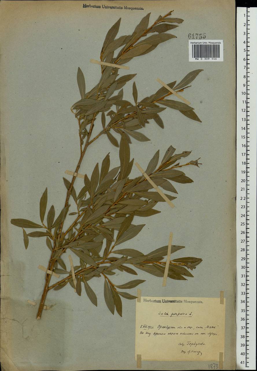 Salix purpurea, Eastern Europe, Eastern region (E10) (Russia)