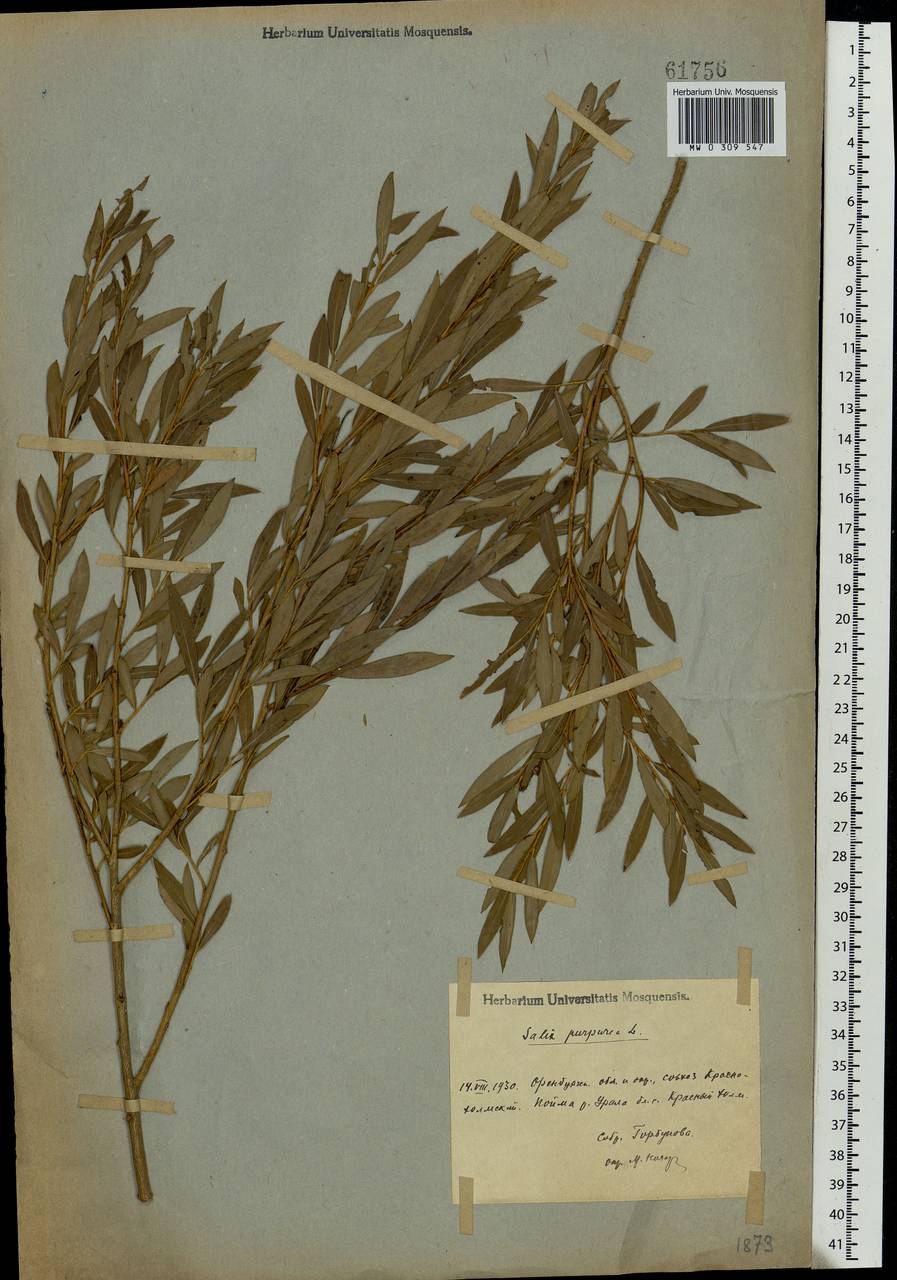 Salix purpurea L., Eastern Europe, Eastern region (E10) (Russia)