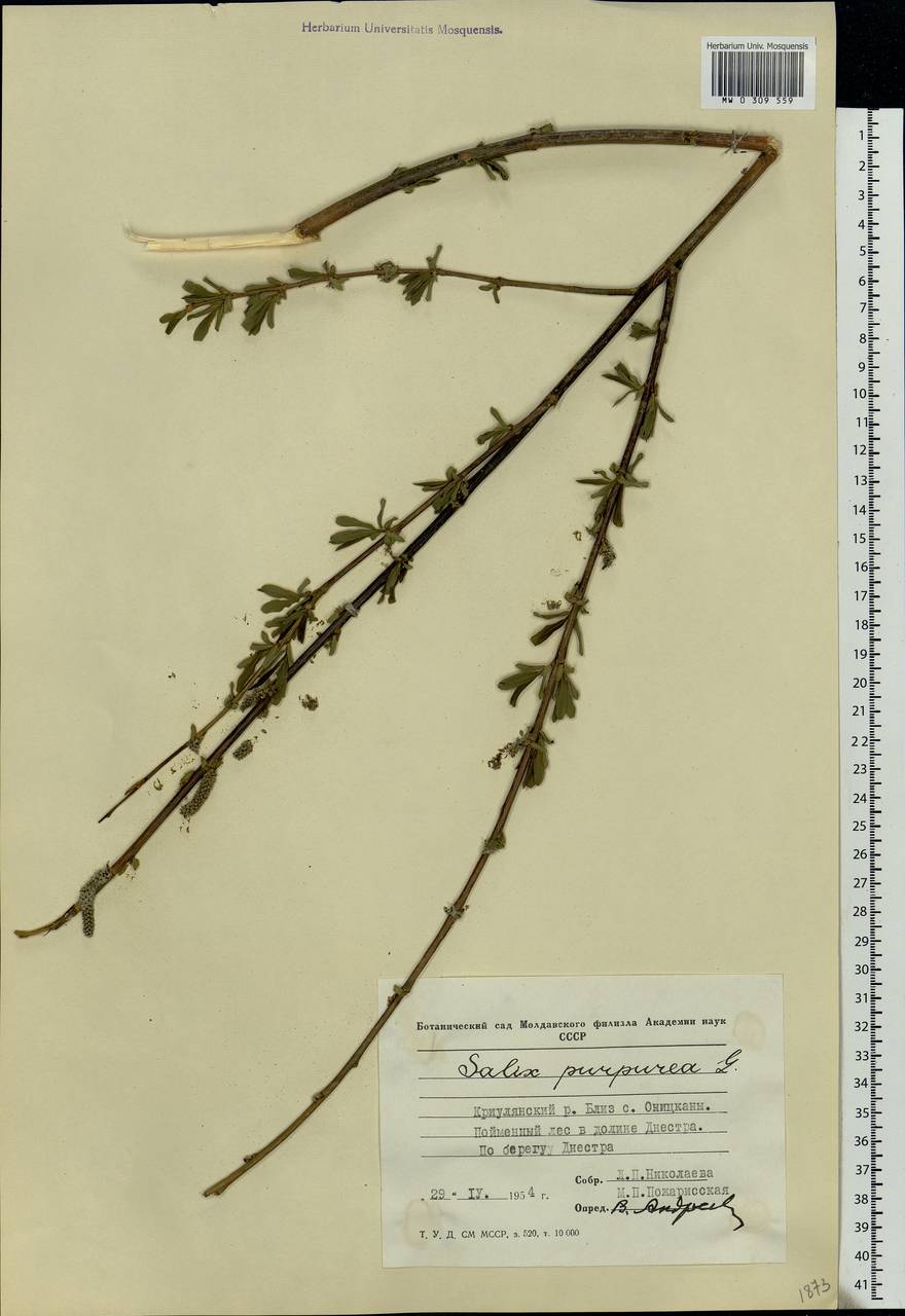 Salix purpurea L., Eastern Europe, Moldova (E13a) (Moldova)