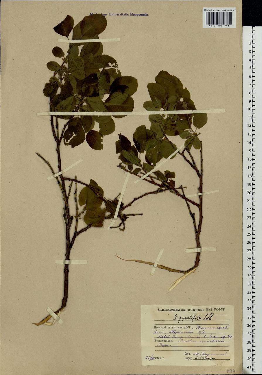 Salix pyrolifolia Ledeb., Eastern Europe, Northern region (E1) (Russia)