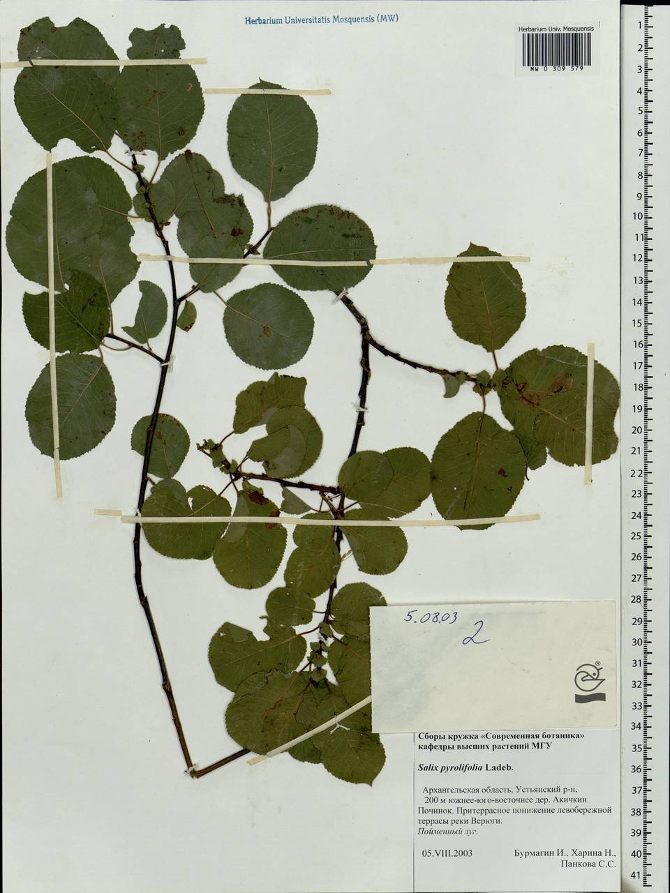 Salix pyrolifolia Ledeb., Eastern Europe, Northern region (E1) (Russia)