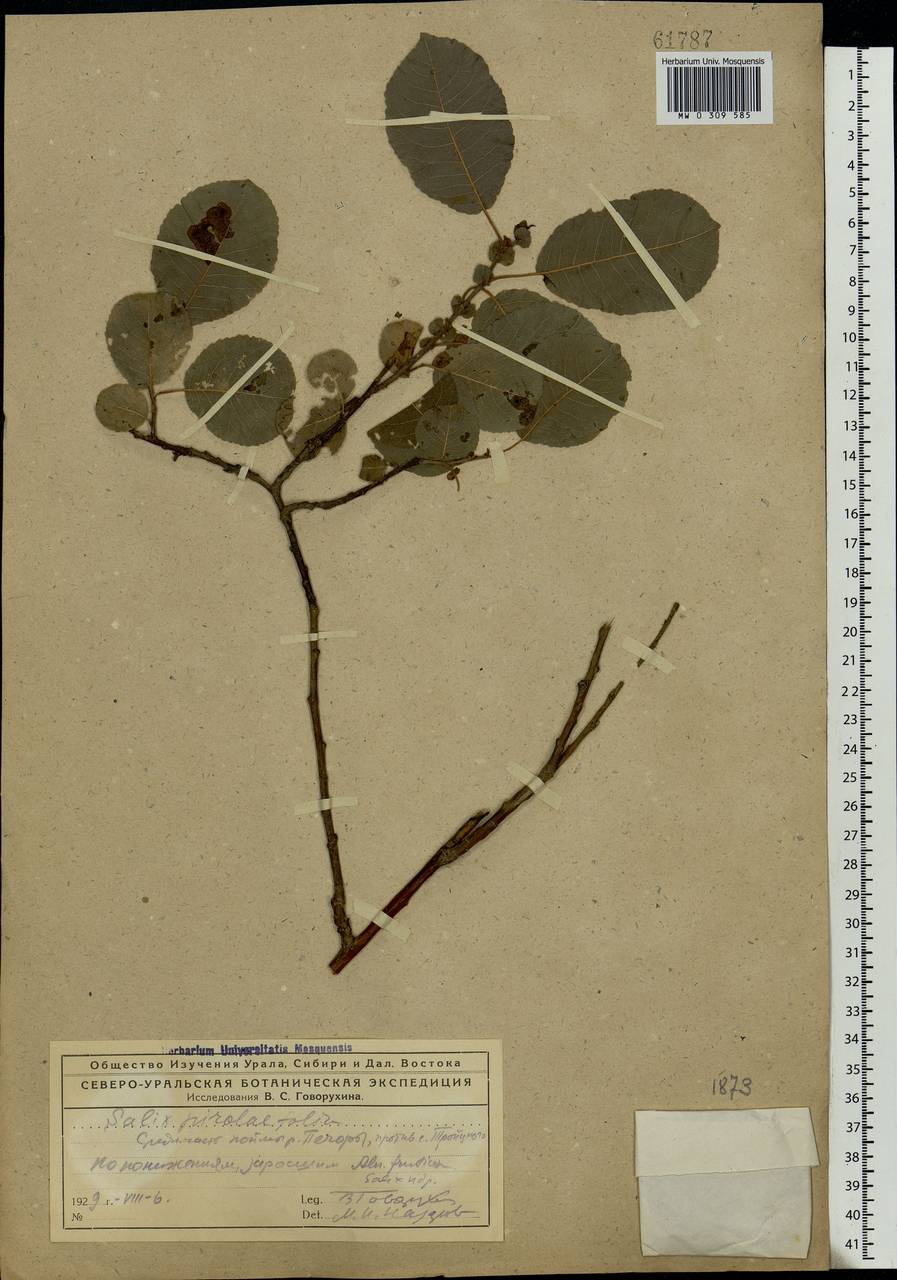 Salix pyrolifolia Ledeb., Eastern Europe, Northern region (E1) (Russia)