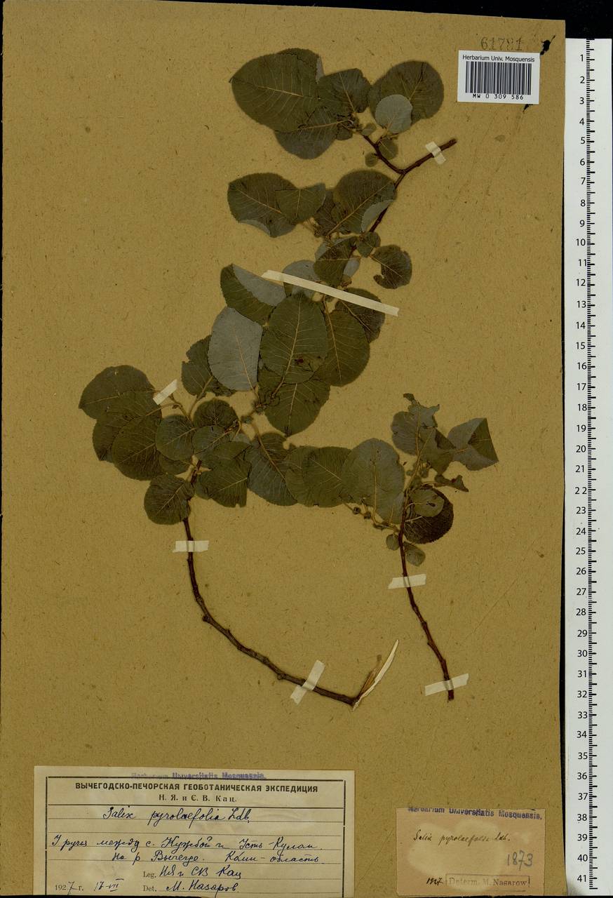 Salix pyrolifolia Ledeb., Eastern Europe, Northern region (E1) (Russia)