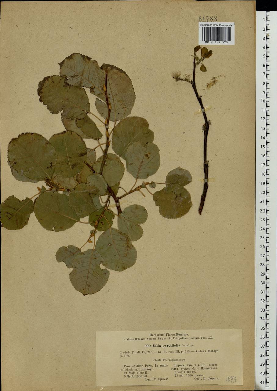 Salix pyrolifolia Ledeb., Eastern Europe, Eastern region (E10) (Russia)