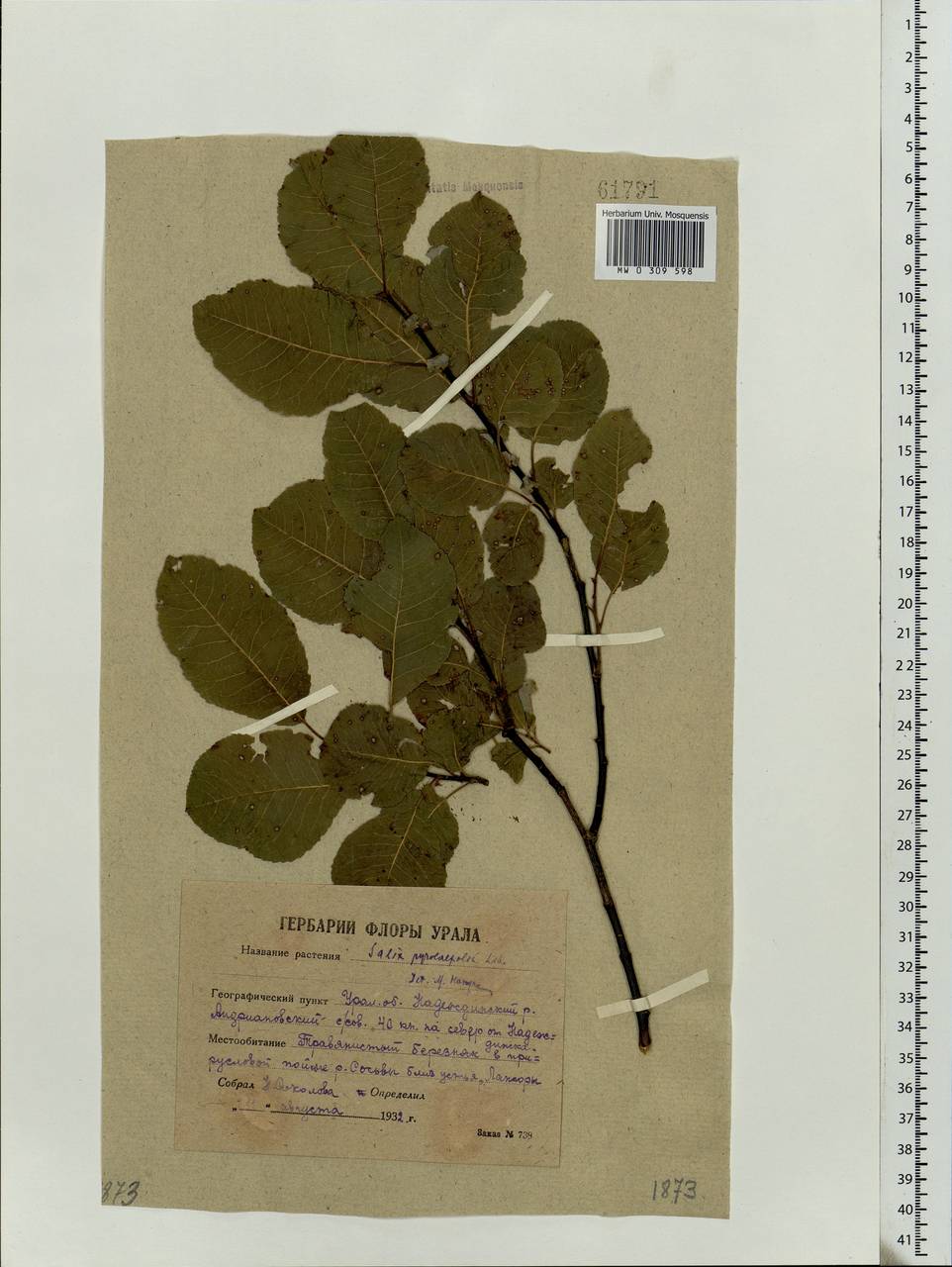 Salix pyrolifolia Ledeb., Eastern Europe, Eastern region (E10) (Russia)