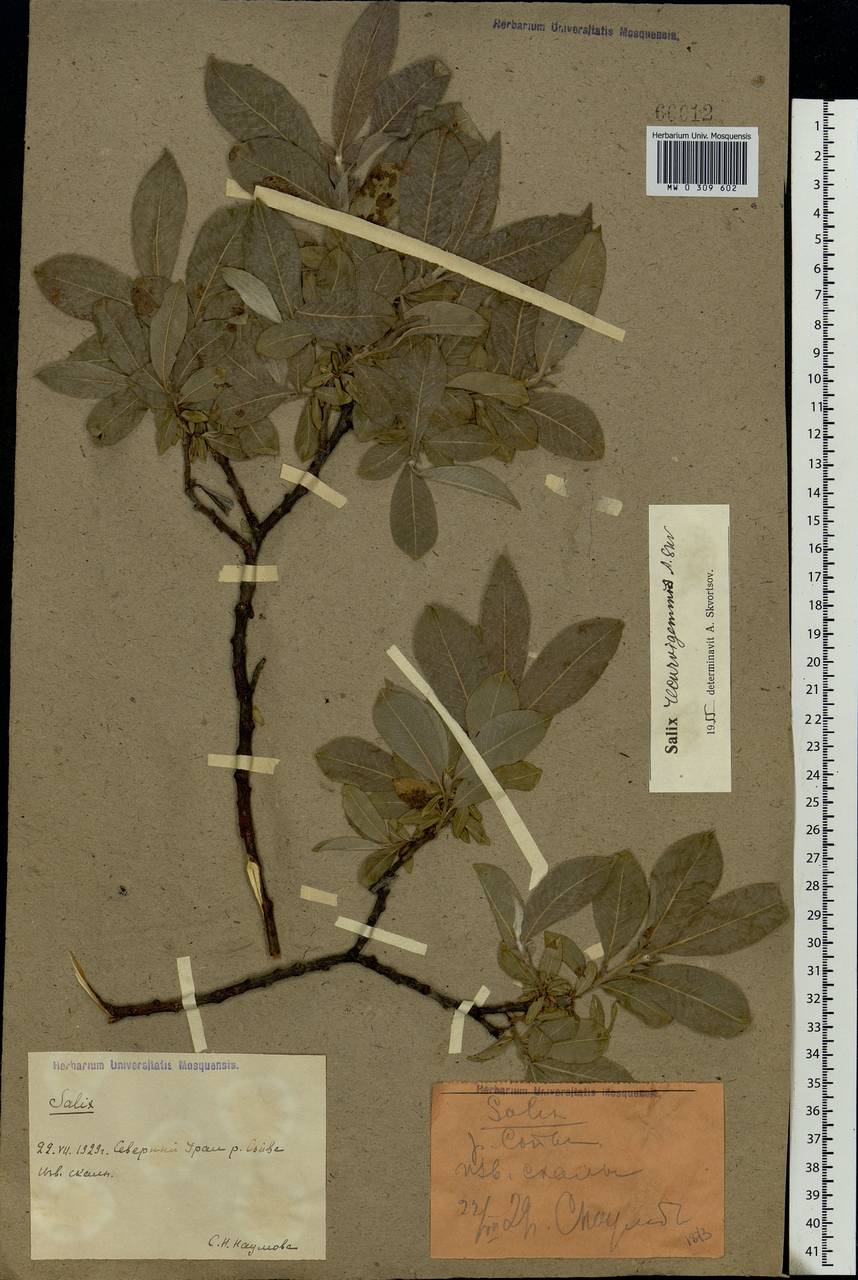 Salix recurvigemmata A. K. Skvortsov, Eastern Europe, Northern region (E1) (Russia)