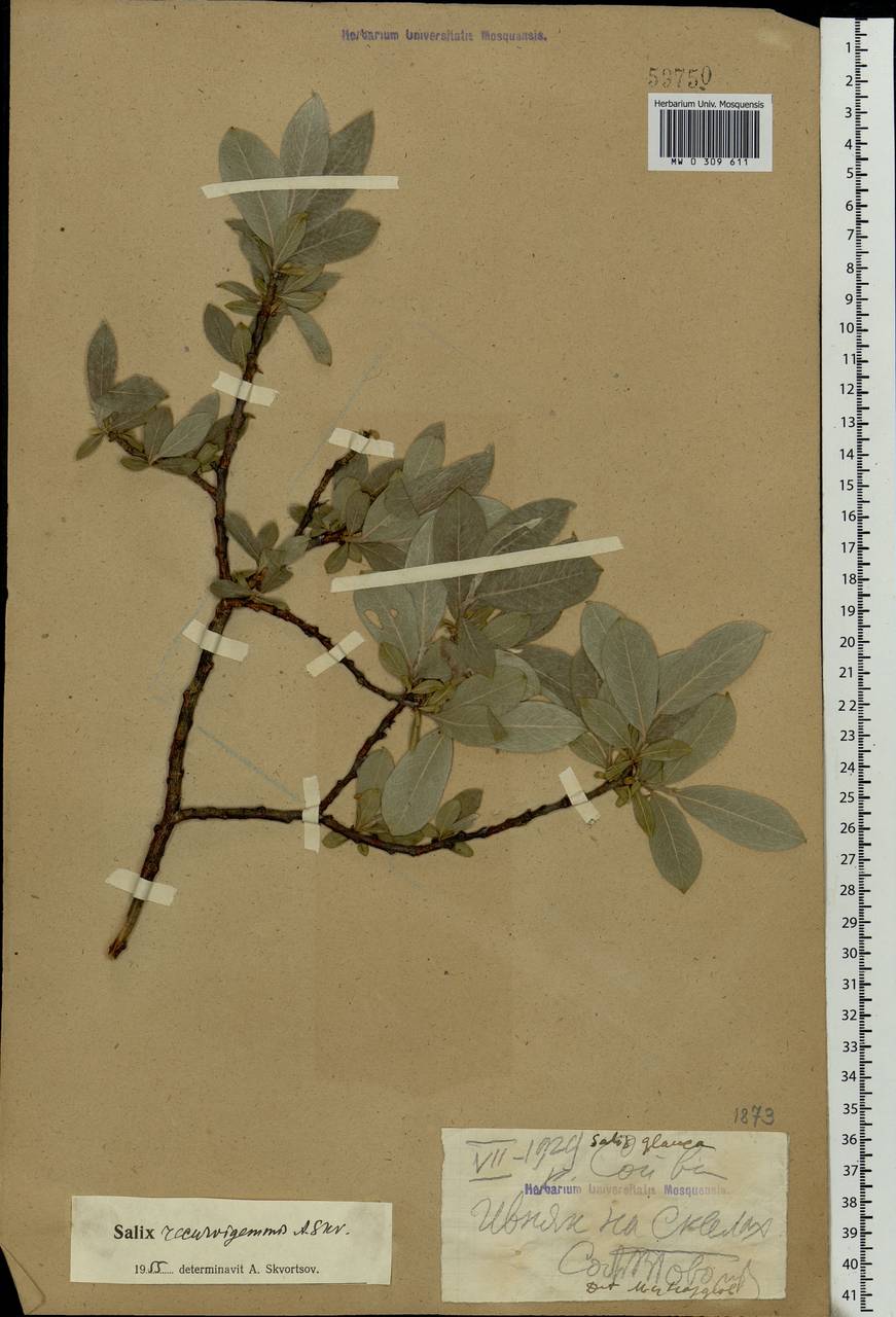 Salix recurvigemmata A. K. Skvortsov, Eastern Europe, Northern region (E1) (Russia)