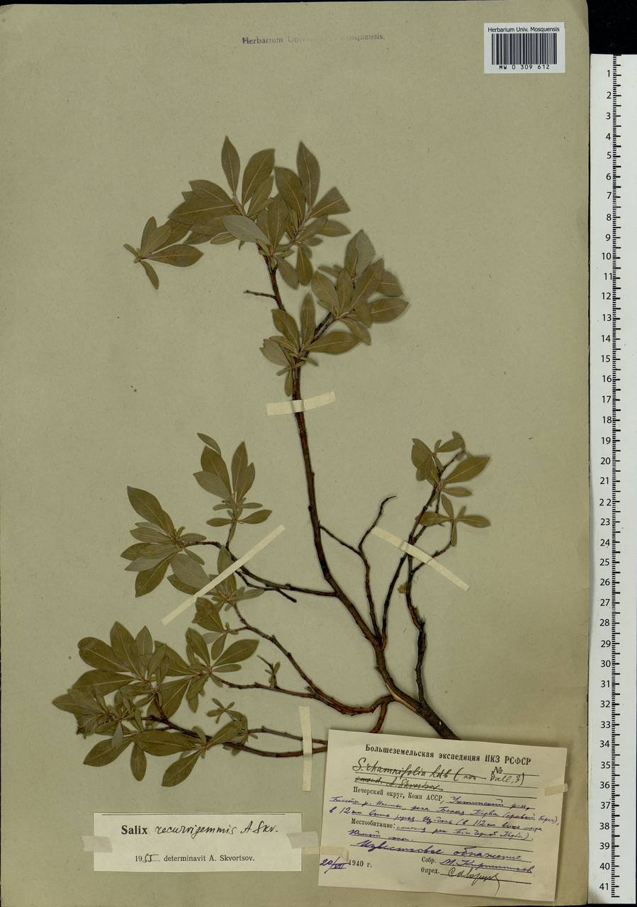 Salix recurvigemmata A. K. Skvortsov, Eastern Europe, Northern region (E1) (Russia)