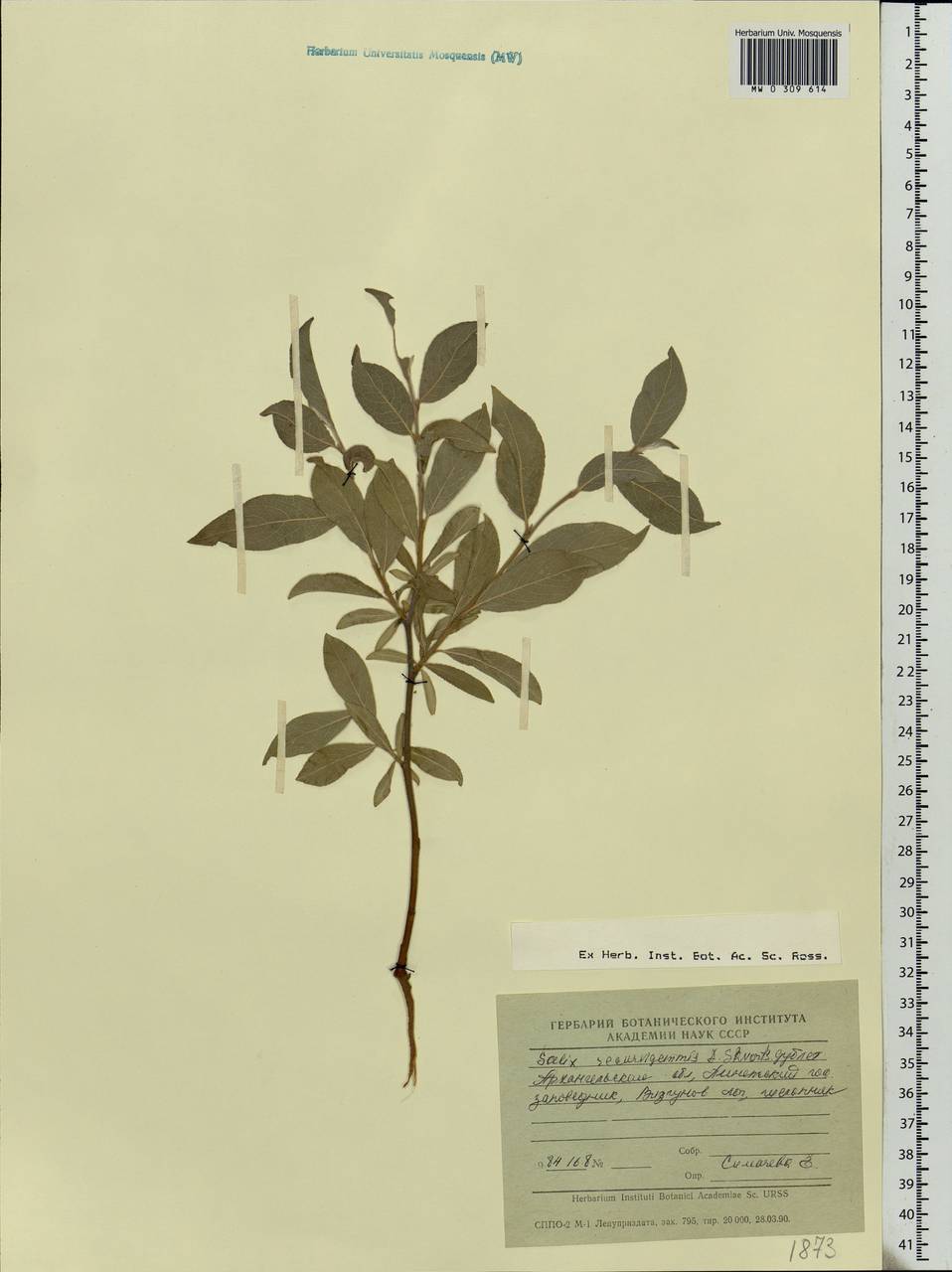 Salix recurvigemmata A. K. Skvortsov, Eastern Europe, Northern region (E1) (Russia)