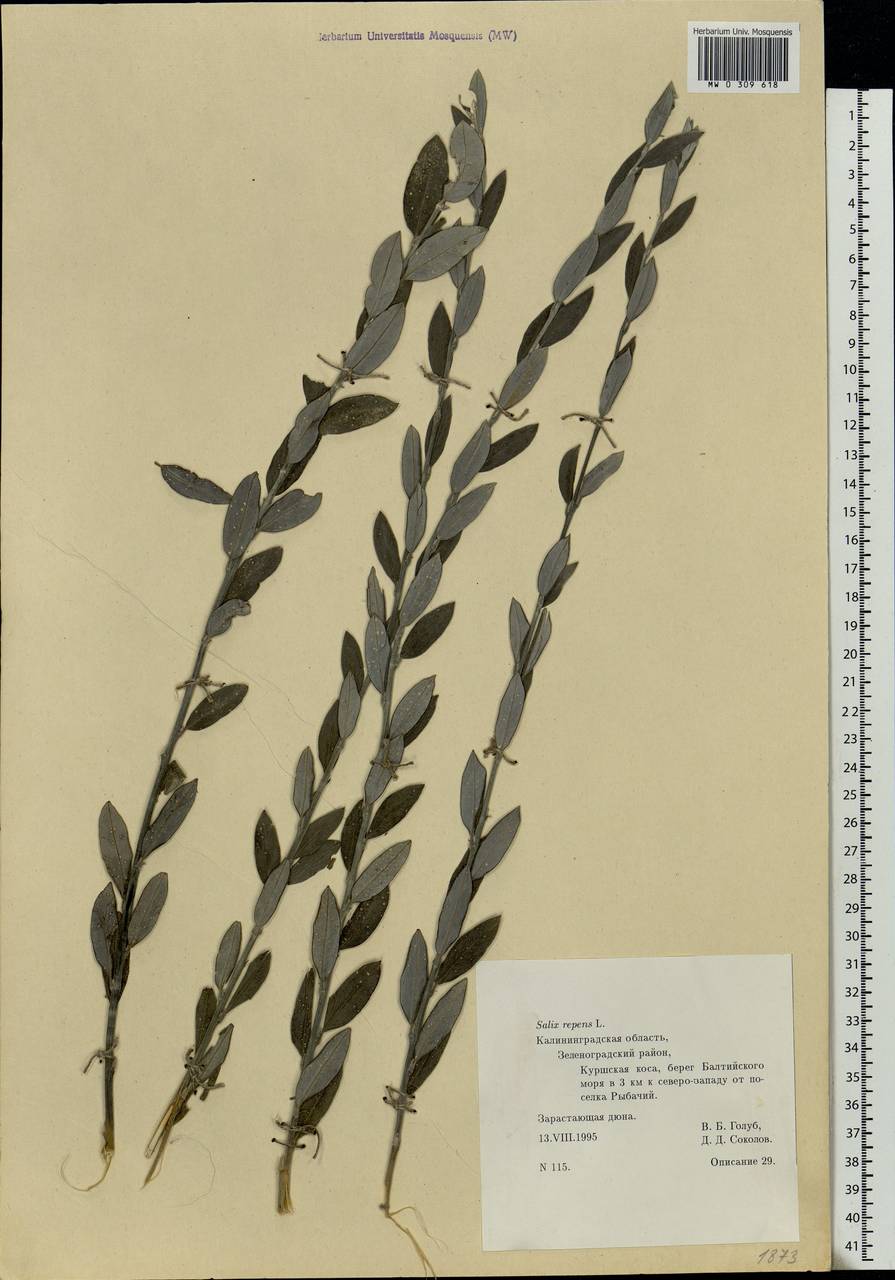 Salix rosmarinifolia L., Eastern Europe, North-Western region (E2) (Russia)