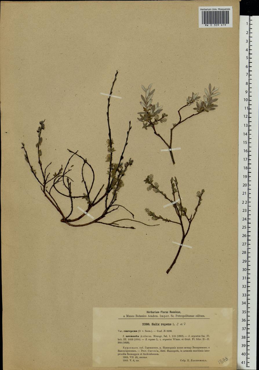 Salix rosmarinifolia L., Eastern Europe, Latvia (E2b) (Latvia)