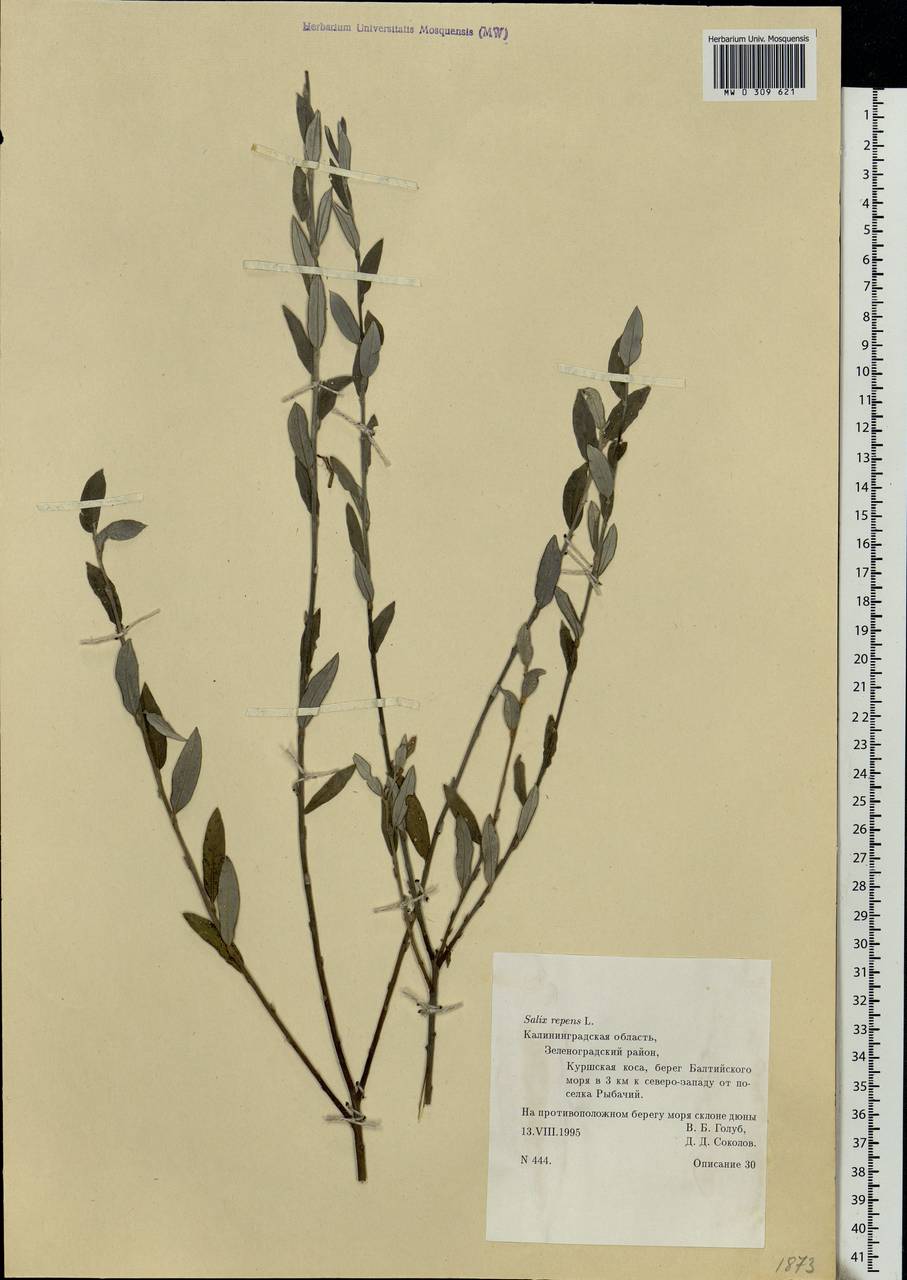 Salix rosmarinifolia L., Eastern Europe, North-Western region (E2) (Russia)