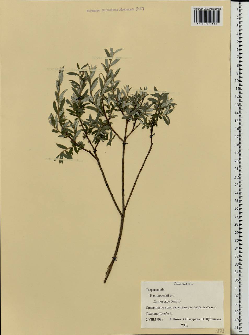 Salix rosmarinifolia L., Eastern Europe, North-Western region (E2) (Russia)
