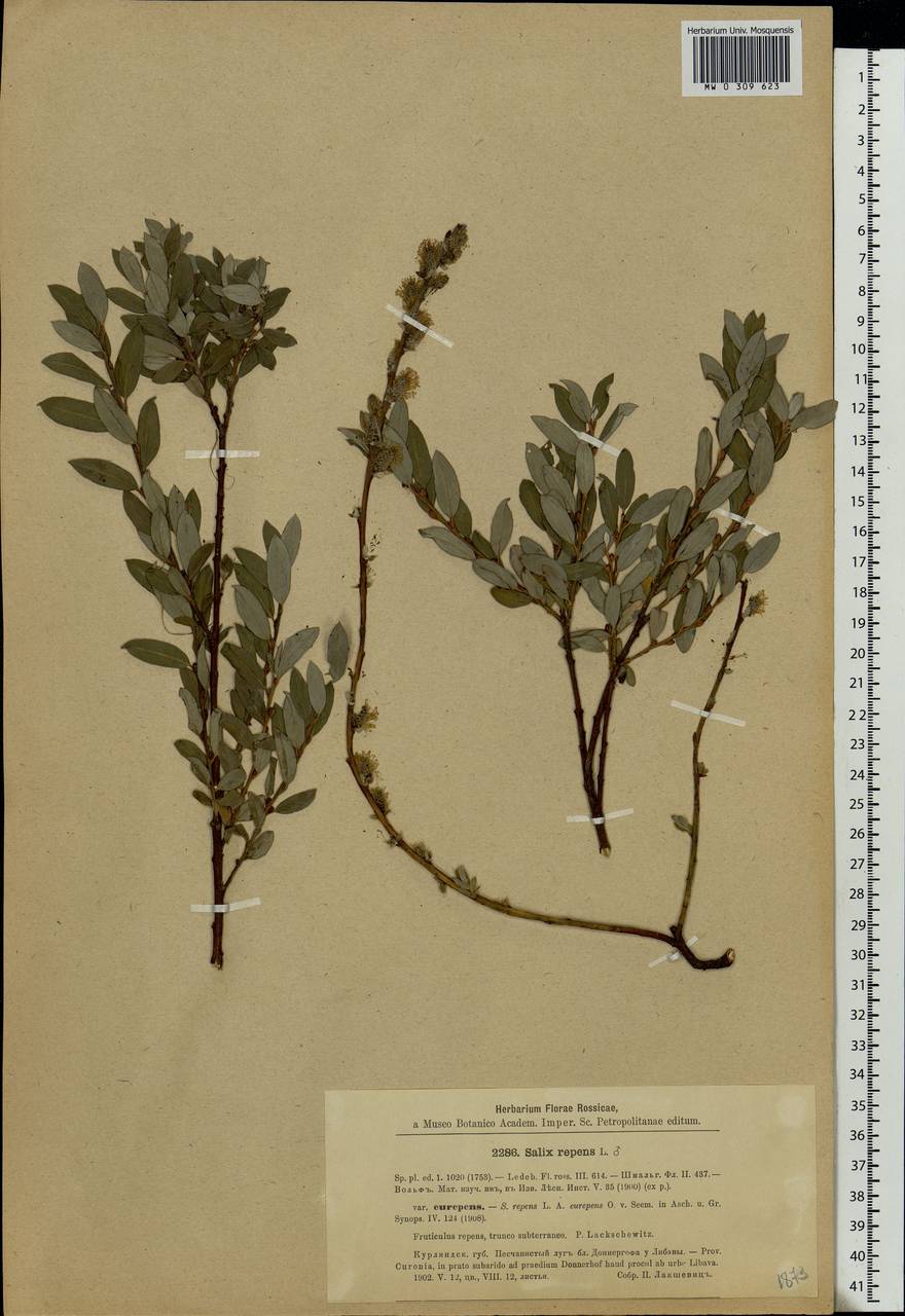 Salix rosmarinifolia L., Eastern Europe, Latvia (E2b) (Latvia)