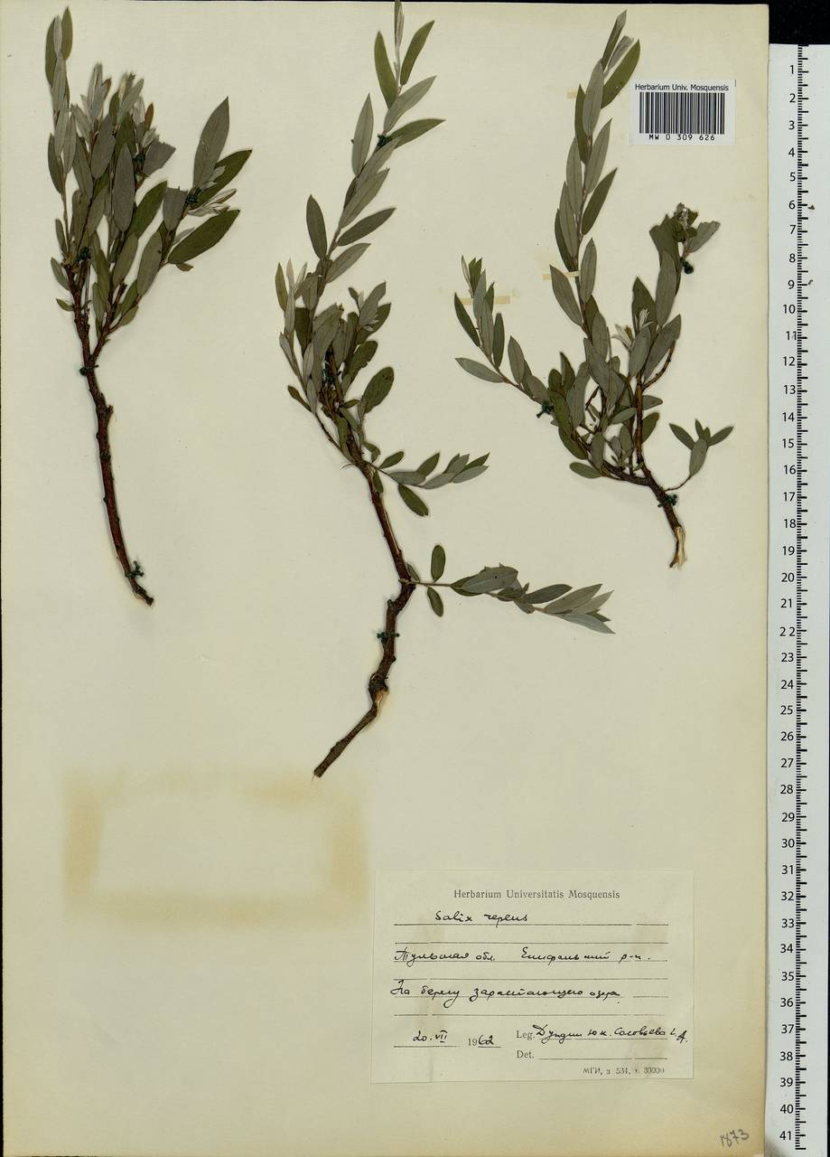 Salix rosmarinifolia L., Eastern Europe, Central region (E4) (Russia)