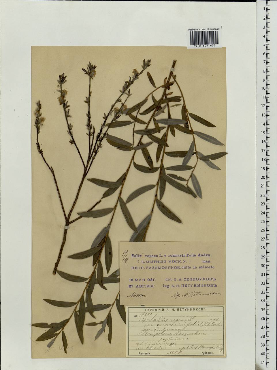 Salix repens L., Eastern Europe, Moscow region (E4a) (Russia)