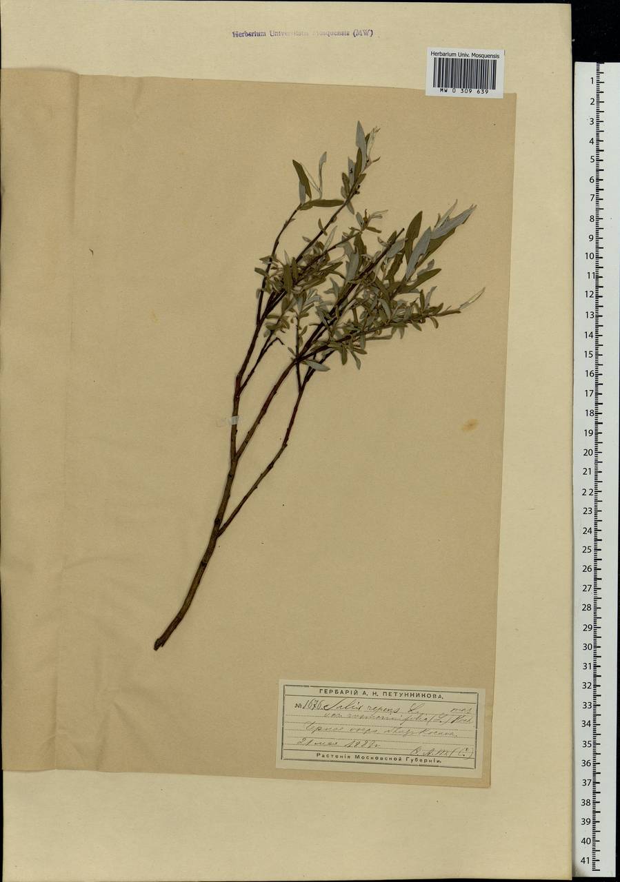 Salix repens L., Eastern Europe, Moscow region (E4a) (Russia)