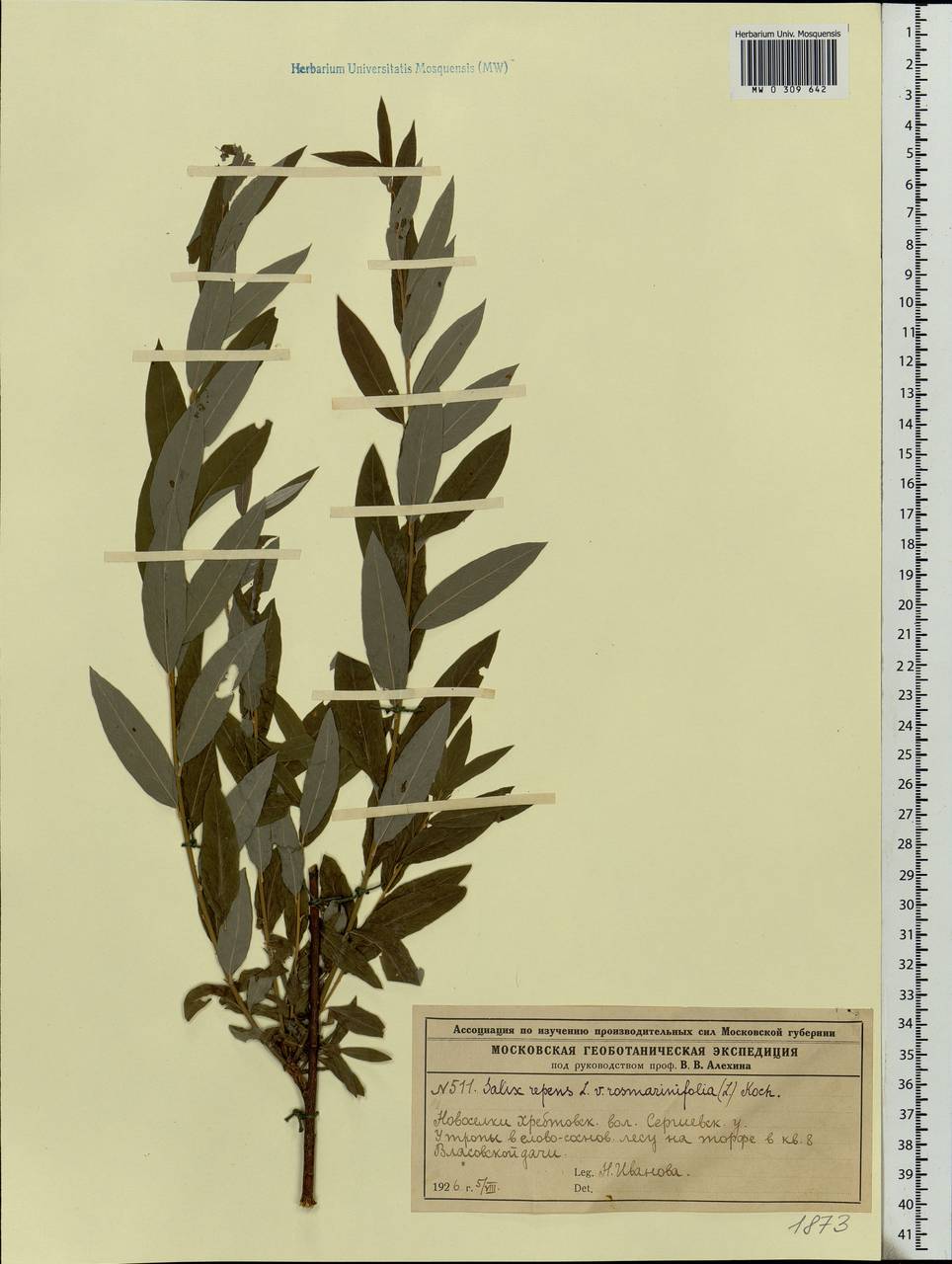 Salix repens L., Eastern Europe, Moscow region (E4a) (Russia)