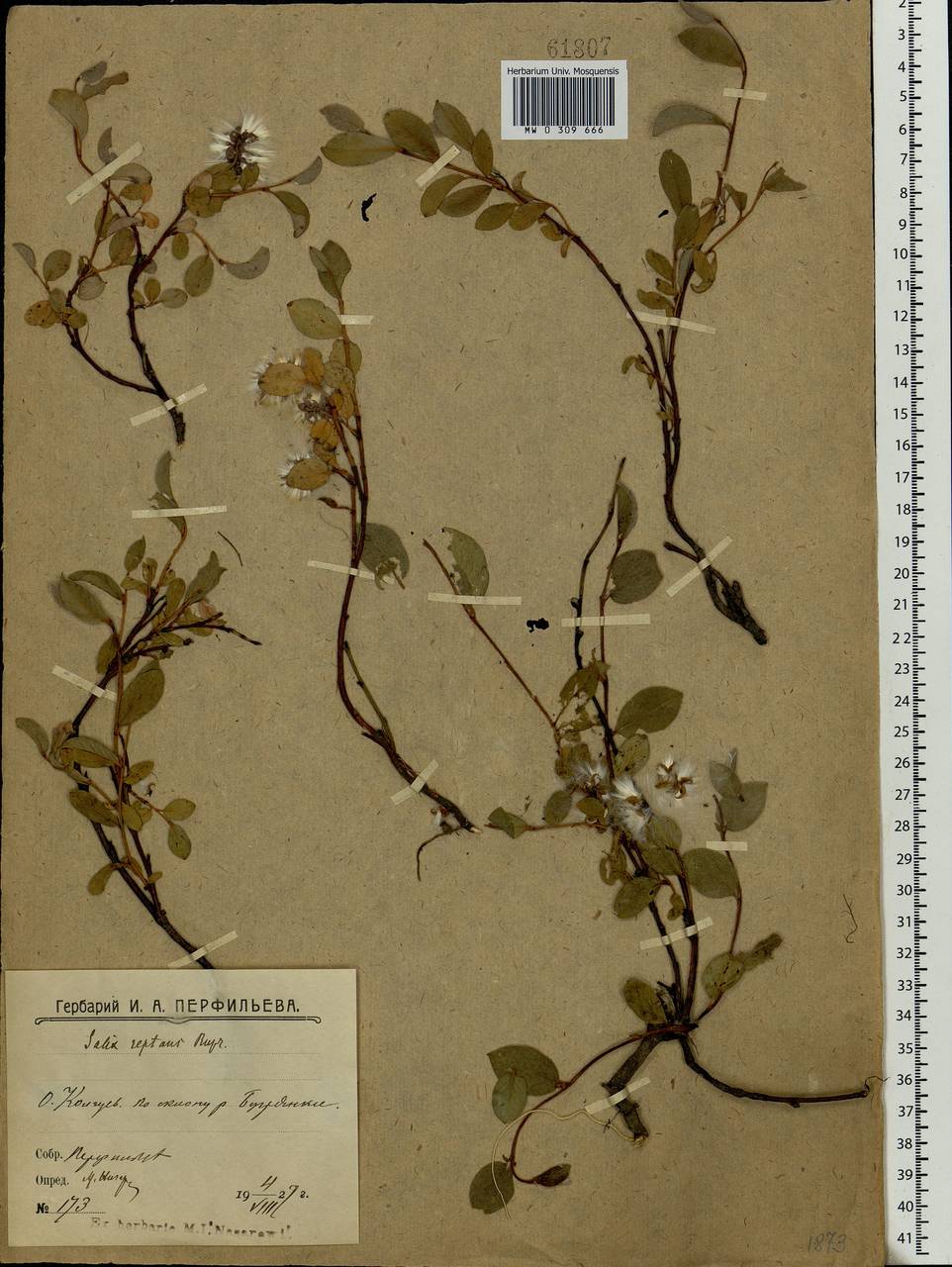 Salix reptans Rupr., Eastern Europe, Northern region (E1) (Russia)