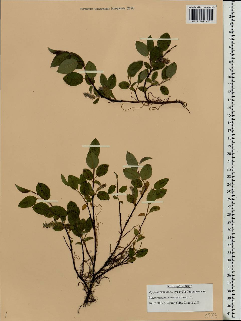 Salix reptans Rupr., Eastern Europe, Northern region (E1) (Russia)