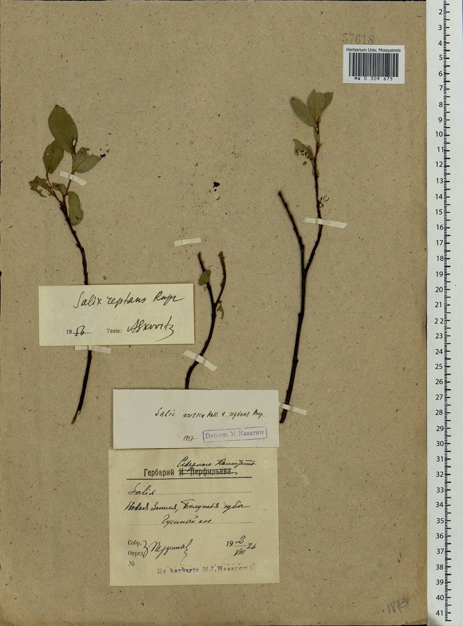 Salix reptans Rupr., Eastern Europe, Northern region (E1) (Russia)