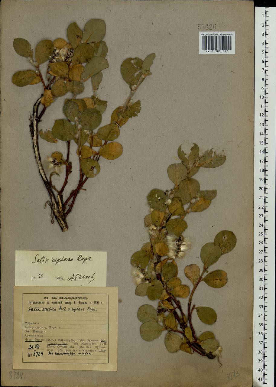 Salix reptans Rupr., Eastern Europe, Northern region (E1) (Russia)