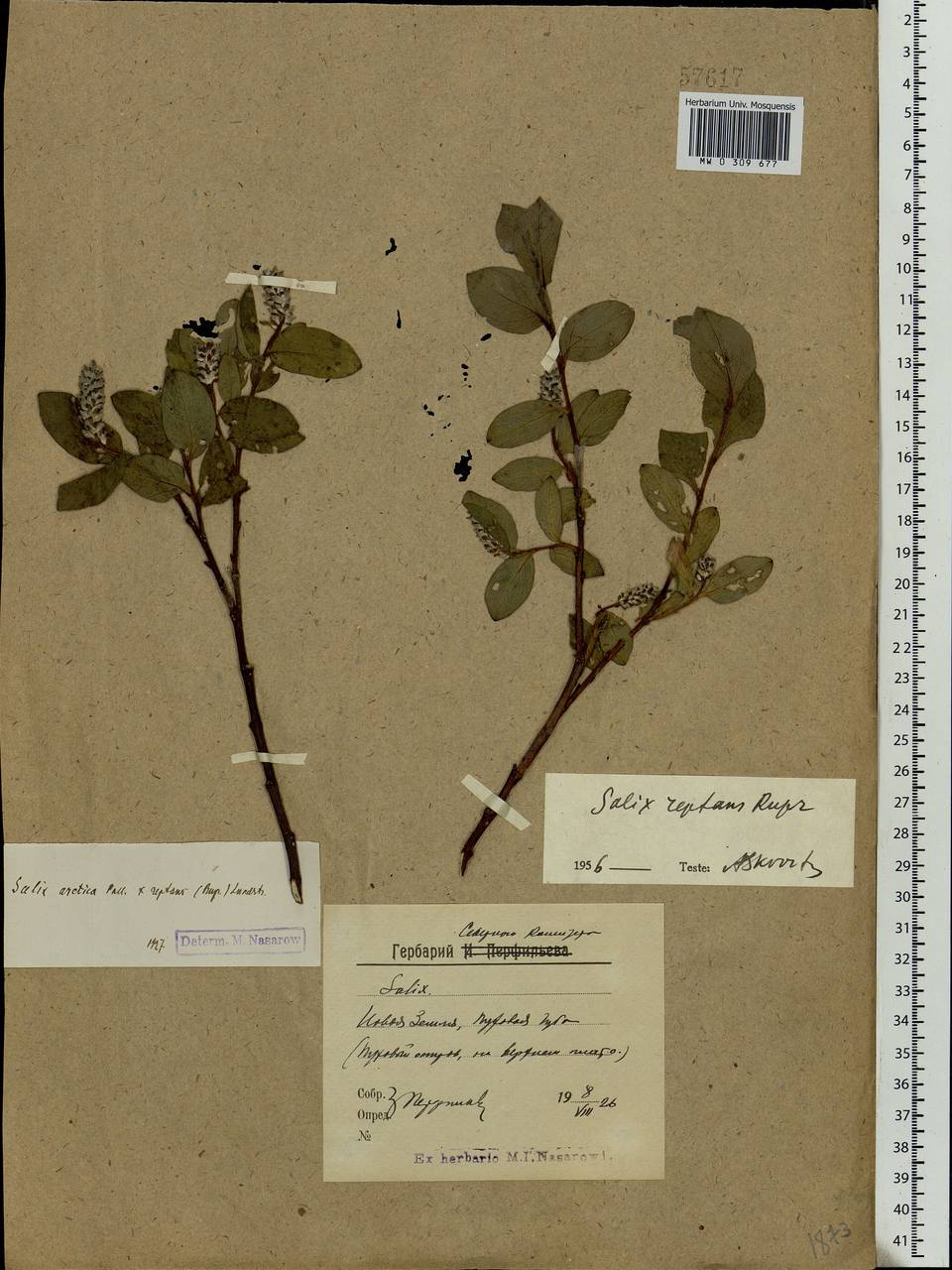 Salix reptans Rupr., Eastern Europe, Northern region (E1) (Russia)