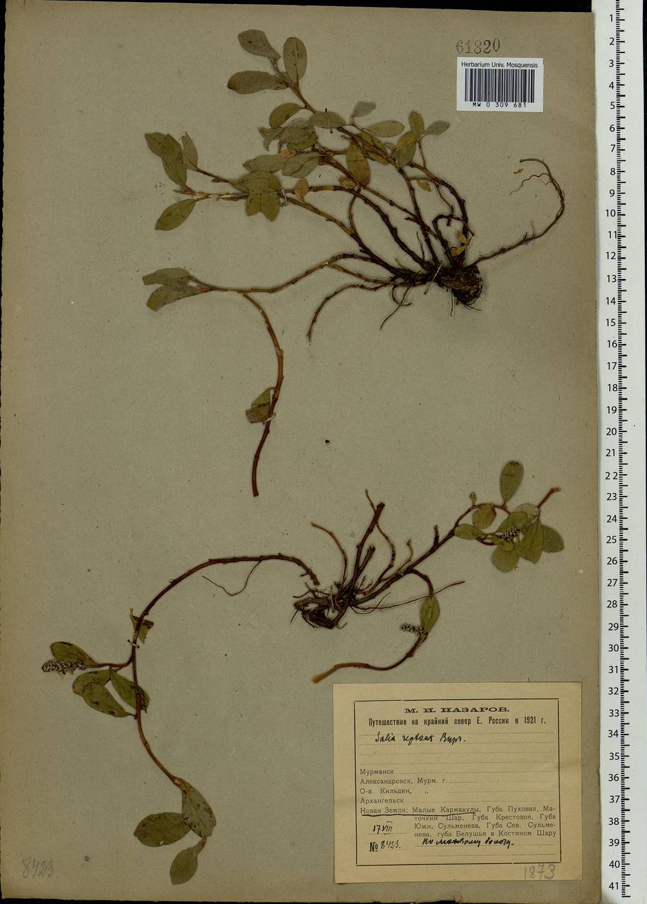 Salix reptans Rupr., Eastern Europe, Northern region (E1) (Russia)